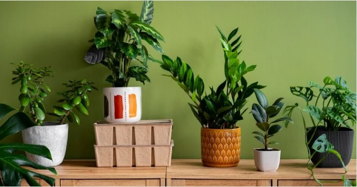 Indoor Plants for Home in 2025